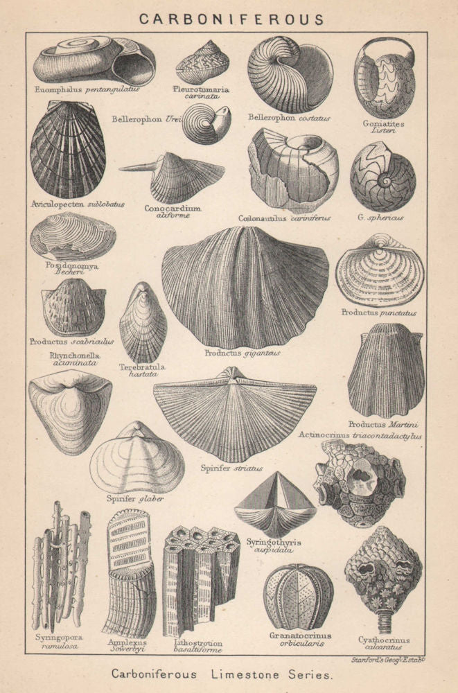 BRITISH FOSSILS. Carboniferous Limestone Series. STANFORD 1907 old print
